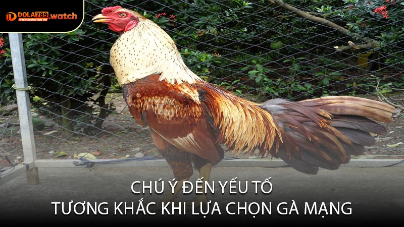 Chú Ý Đến Yếu Tố Tương Khắc Khi Lựa Chọn Gà Mạng