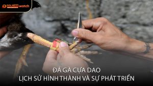 Đá Gà Cựa Dao Lịch Sử Hình Thành Và Sự Phát Triển