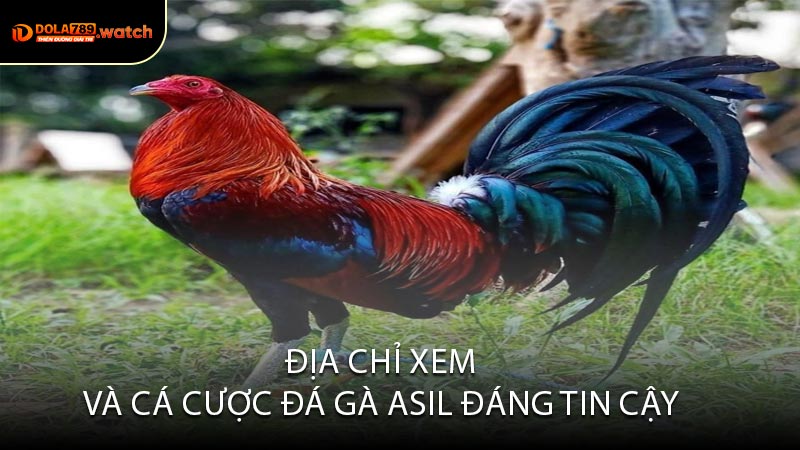 Địa Chỉ Xem Và Cá Cược Đá Gà Asil Đáng Tin Cậy