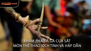 Khám Phá Đá Gà Cựa Sắt Môn Thể Thao Kịch Tính và Hấp Dẫn