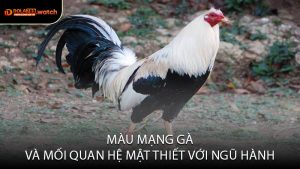 Màu Mạng Gà và Mối Quan Hệ Mật Thiết Với Ngũ Hành