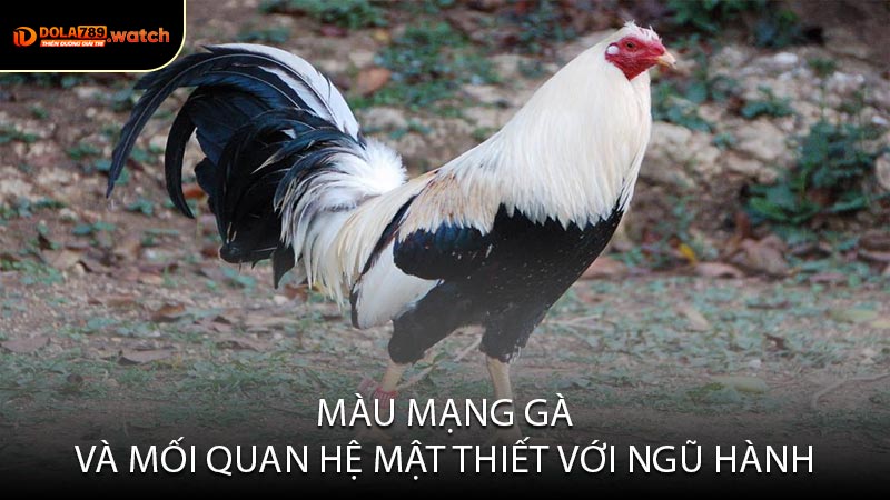Màu Mạng Gà và Mối Quan Hệ Mật Thiết Với Ngũ Hành