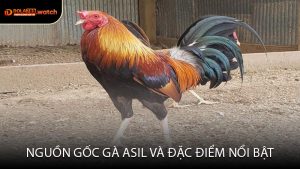 Nguồn Gốc Gà Asil và Đặc Điểm Nổi Bật
