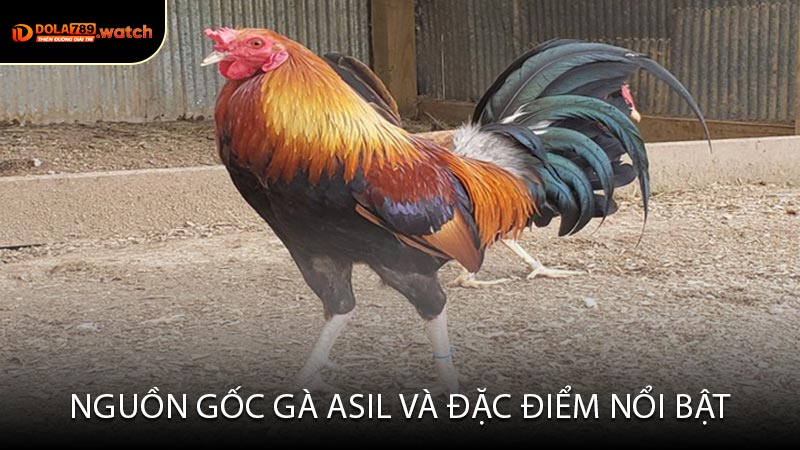 Nguồn Gốc Gà Asil và Đặc Điểm Nổi Bật