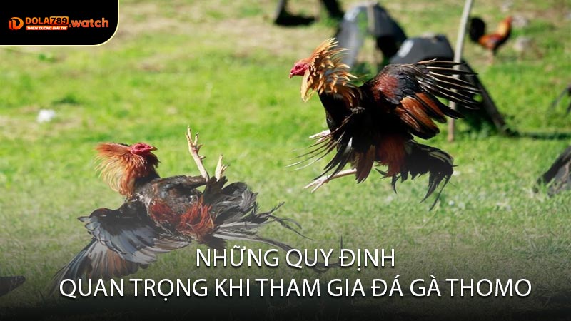 Những Quy Định Quan Trọng Khi Tham Gia Đá Gà Thomo