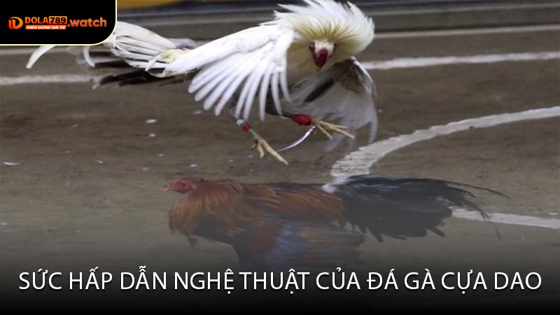 Sức Hấp Dẫn Nghệ Thuật Của Đá Gà Cựa Dao