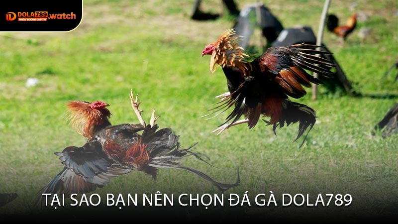 Tại Sao Bạn Nên Chọn Đá Gà Dola789 