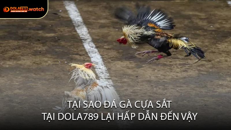 Tại Sao Đá Gà Cựa Sắt Tại DOLA789 Lại Hấp Dẫn Đến Vậy