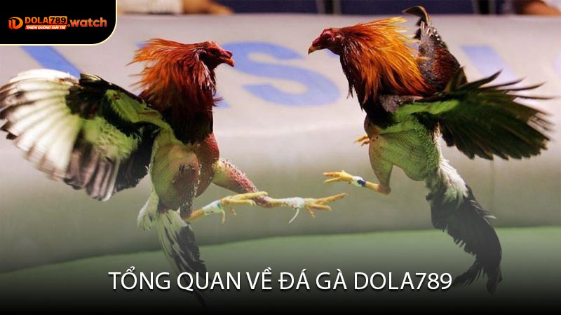 Tổng Quan Về Đá Gà Dola789