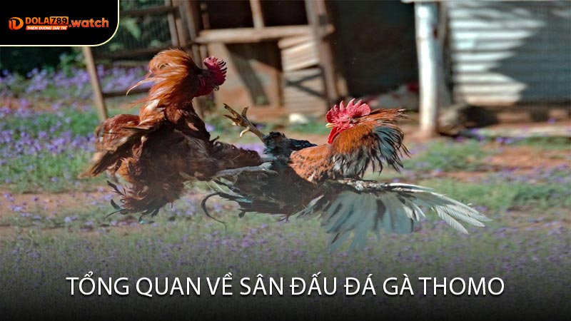 Tổng Quan Về Sân Đấu Đá Gà Thomo
