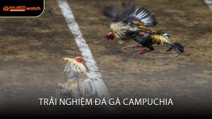 Trải Nghiệm Đá Gà Campuchia